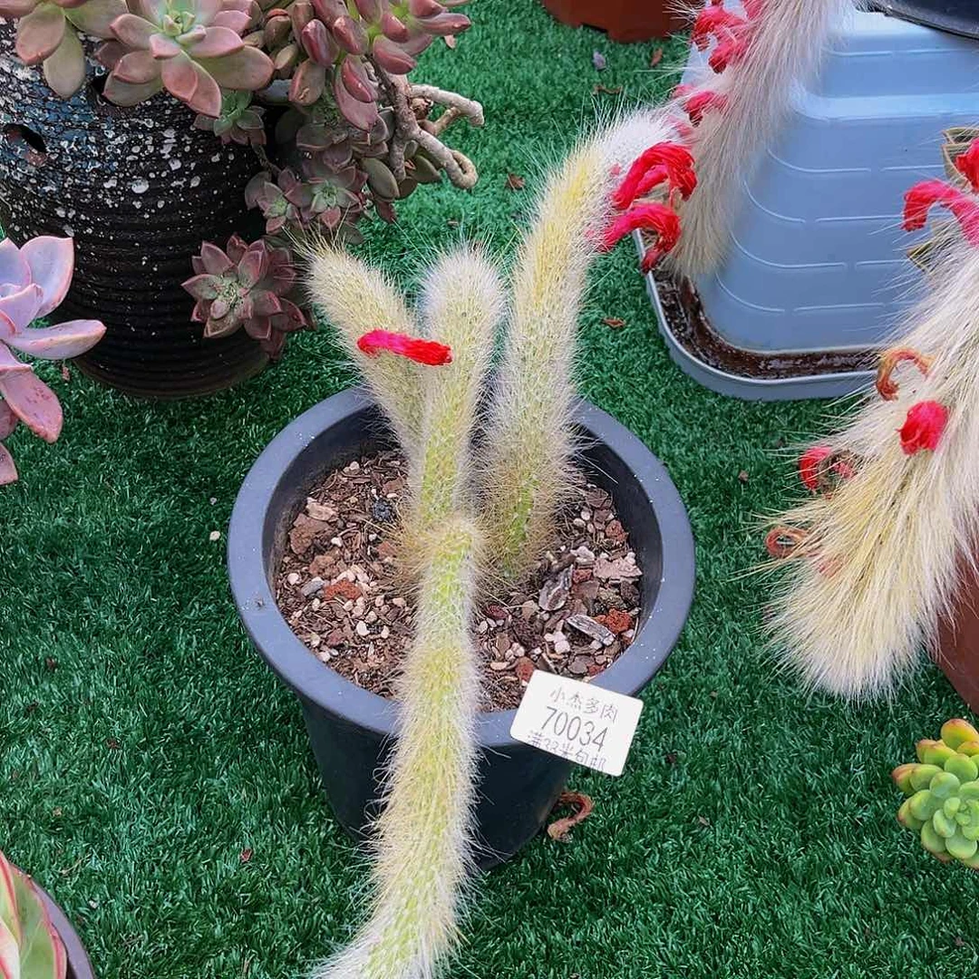 云**轻九尾狐70034