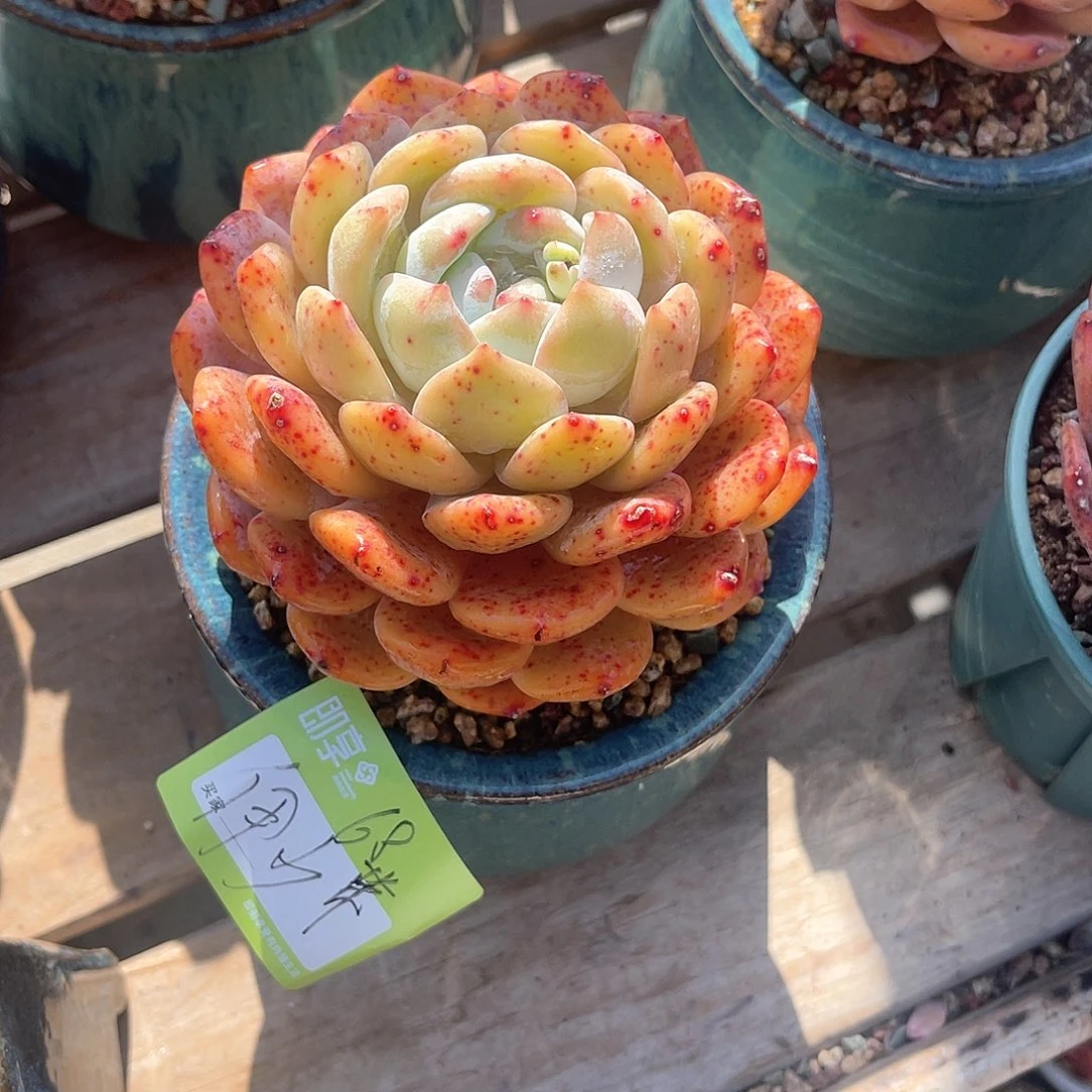 伊****心橙梦露大单头带盆