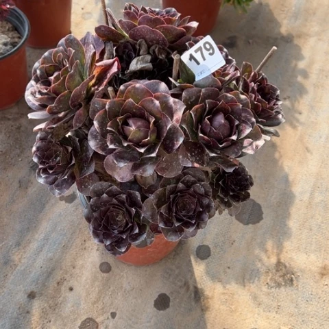 179魅金玫瑰多肉，