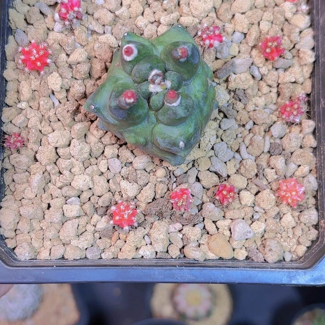 泰系米哈仙人球68号