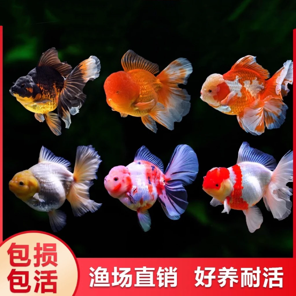 6-8厘米国粹金鱼冷水观赏鱼（9只）不支持指定颜色混搭发货