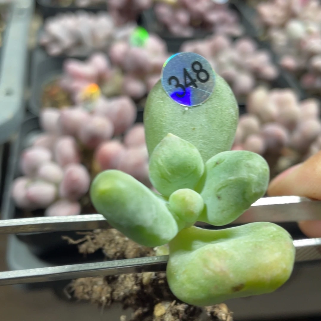 乌里韦亚多肉植物