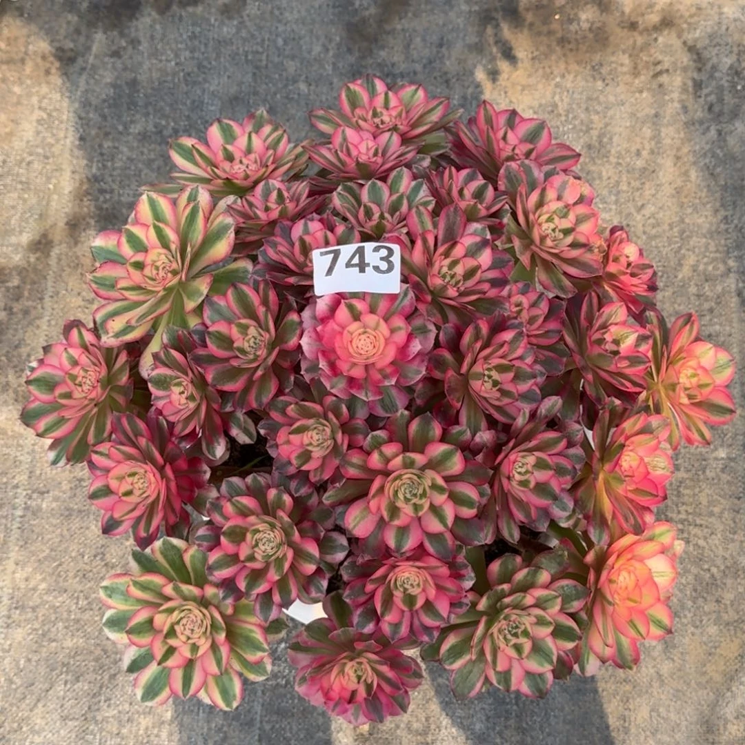 纸*743！倾城法师多肉植物
