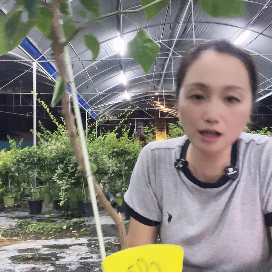 当前无花栽培后可以开花橙83、不甜