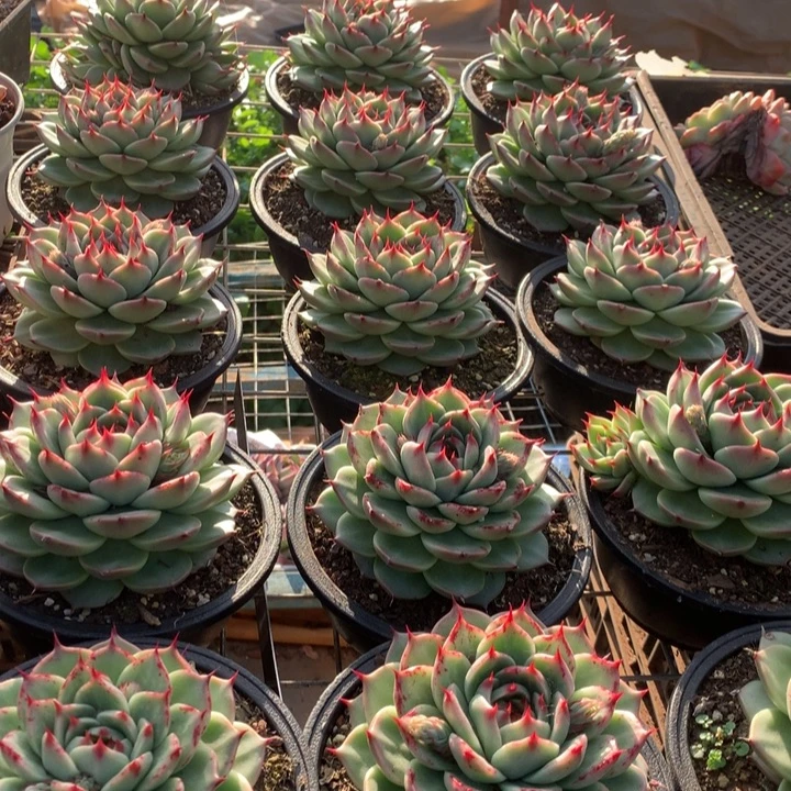 160杯托斯卡内利多肉植物两单包邮