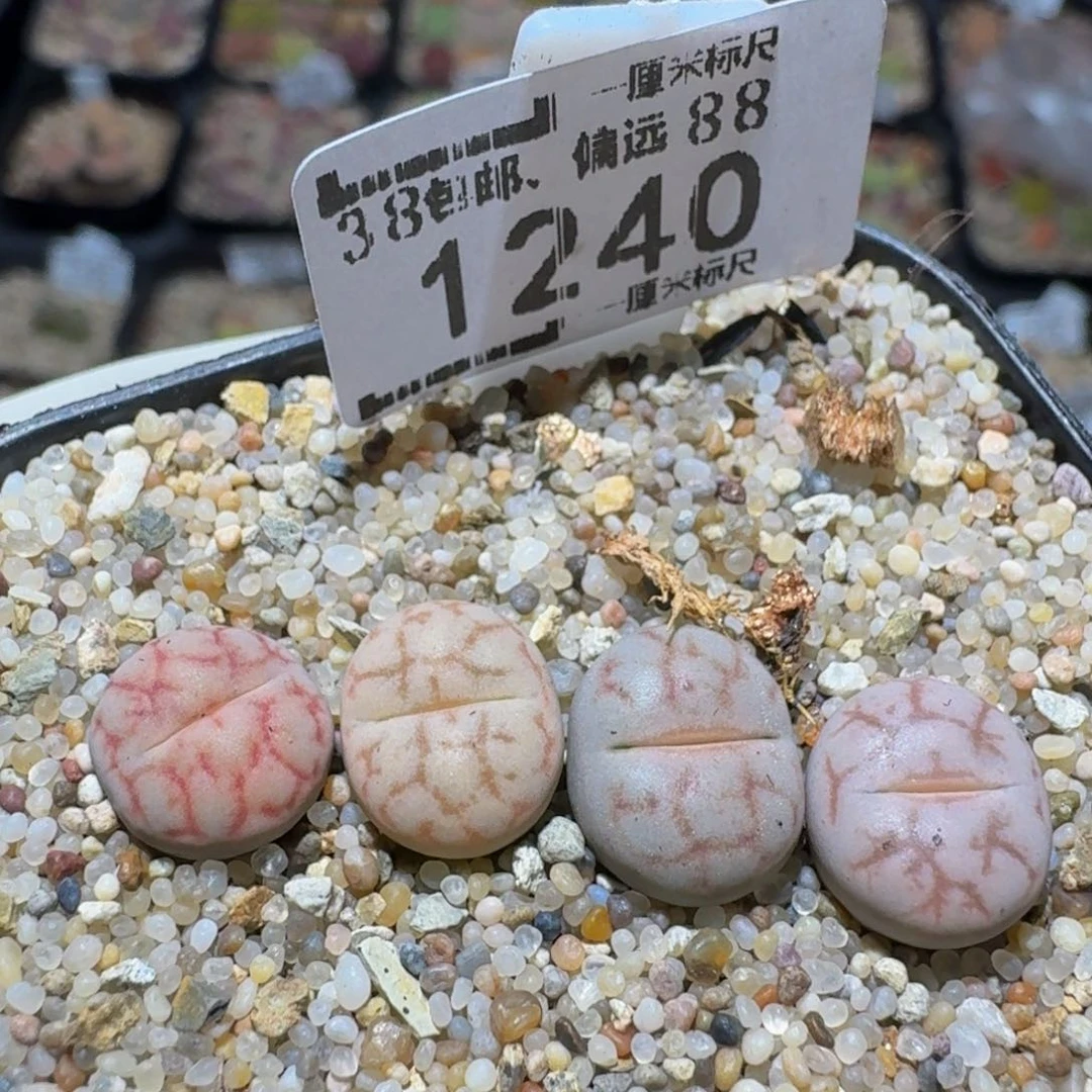 zzzz生石花肉锥1240