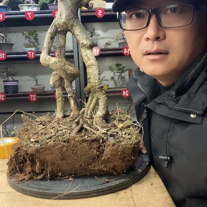 M***i无花朵小叶榔榆一个