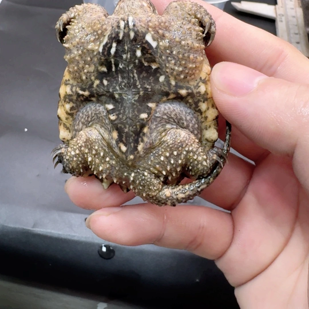 小鳄龟公母搭配444