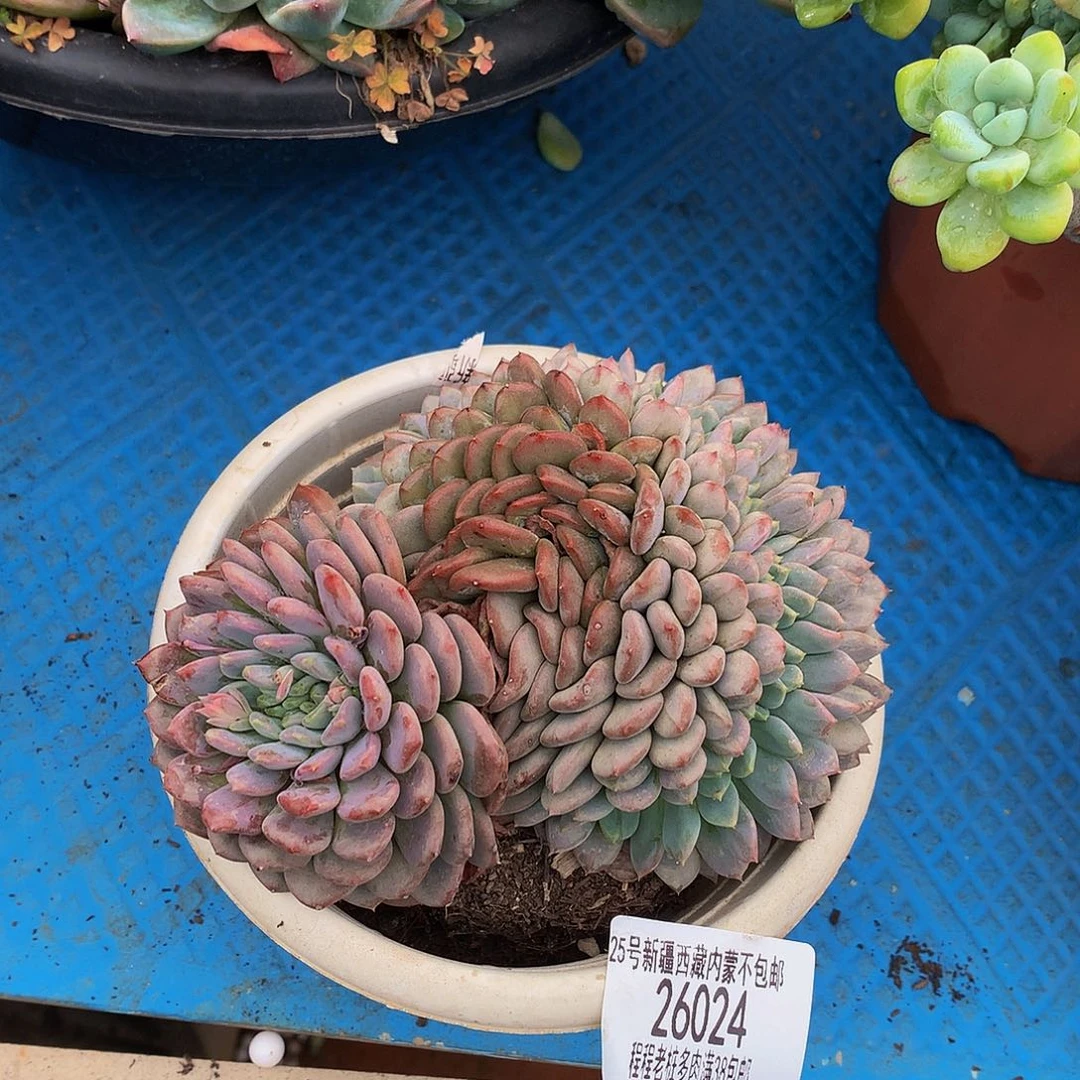 静玛瑙缀26024多肉多肉