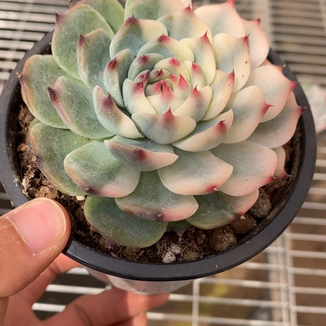 吉娃娃锦多肉植物6841
