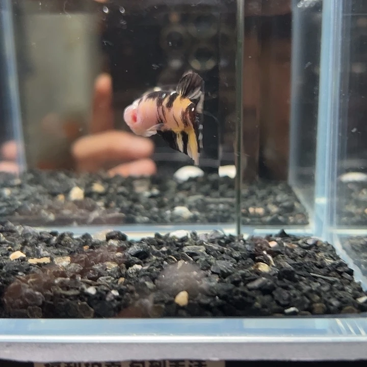 斗鱼一单包邮13日135