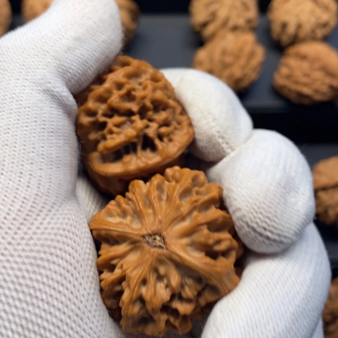 华*秦岭南北缘是指长江北岸