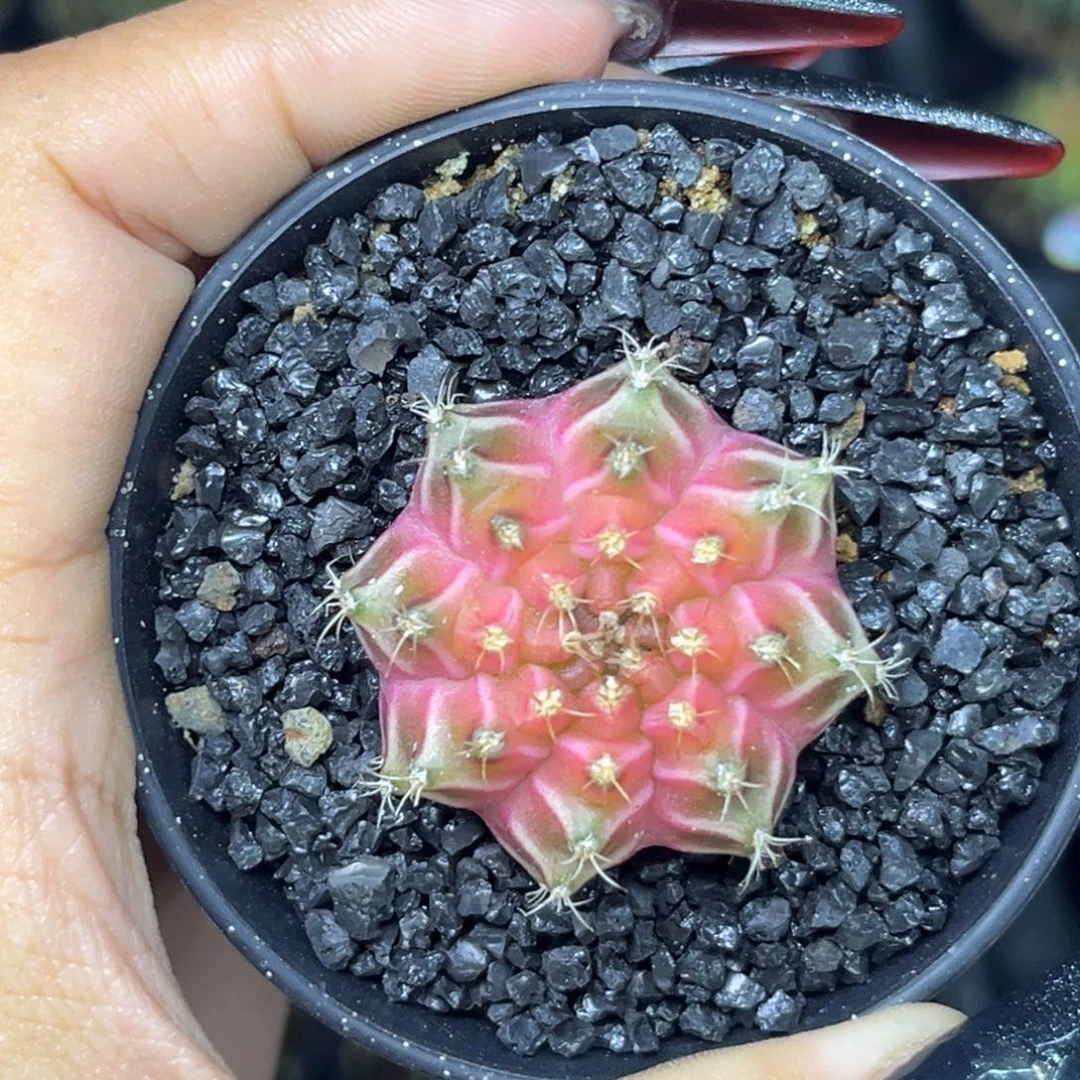 泰系轮回 带盆土发货