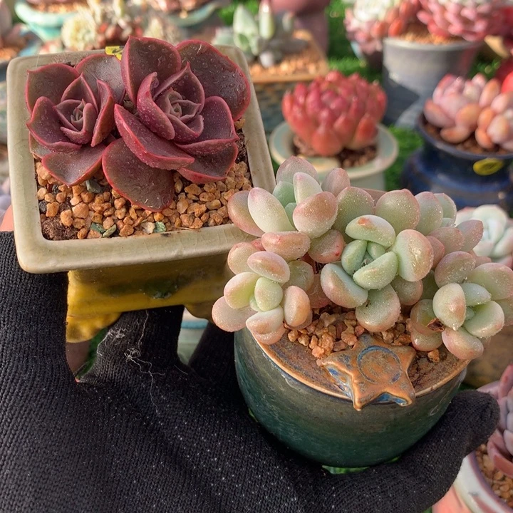 红灯➕花斑路    带盆