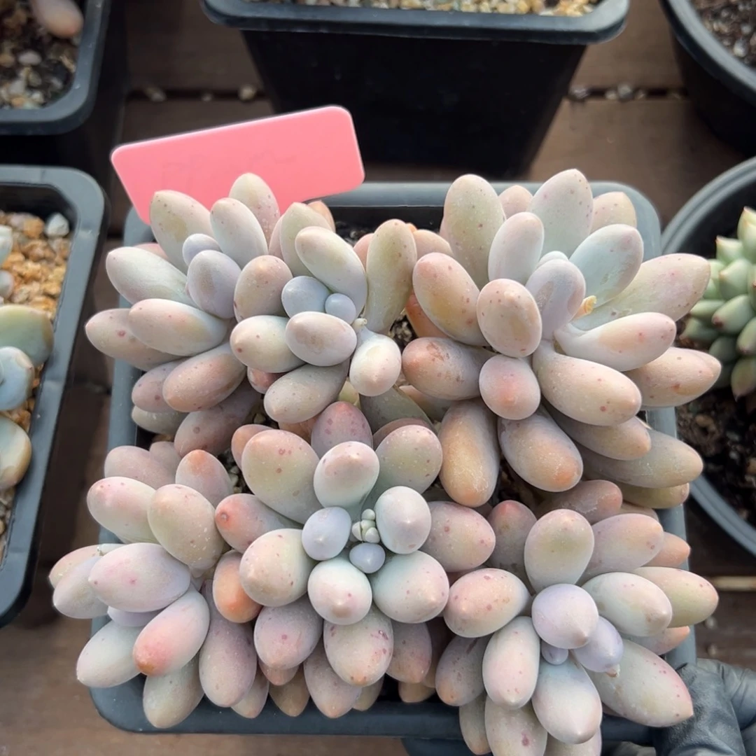 汤圆特价1111111111