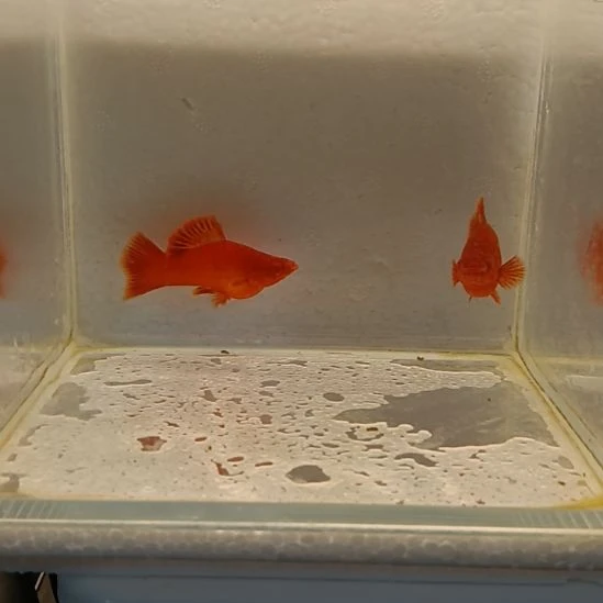用***哥红剑鱼高鳍红剑观赏鱼