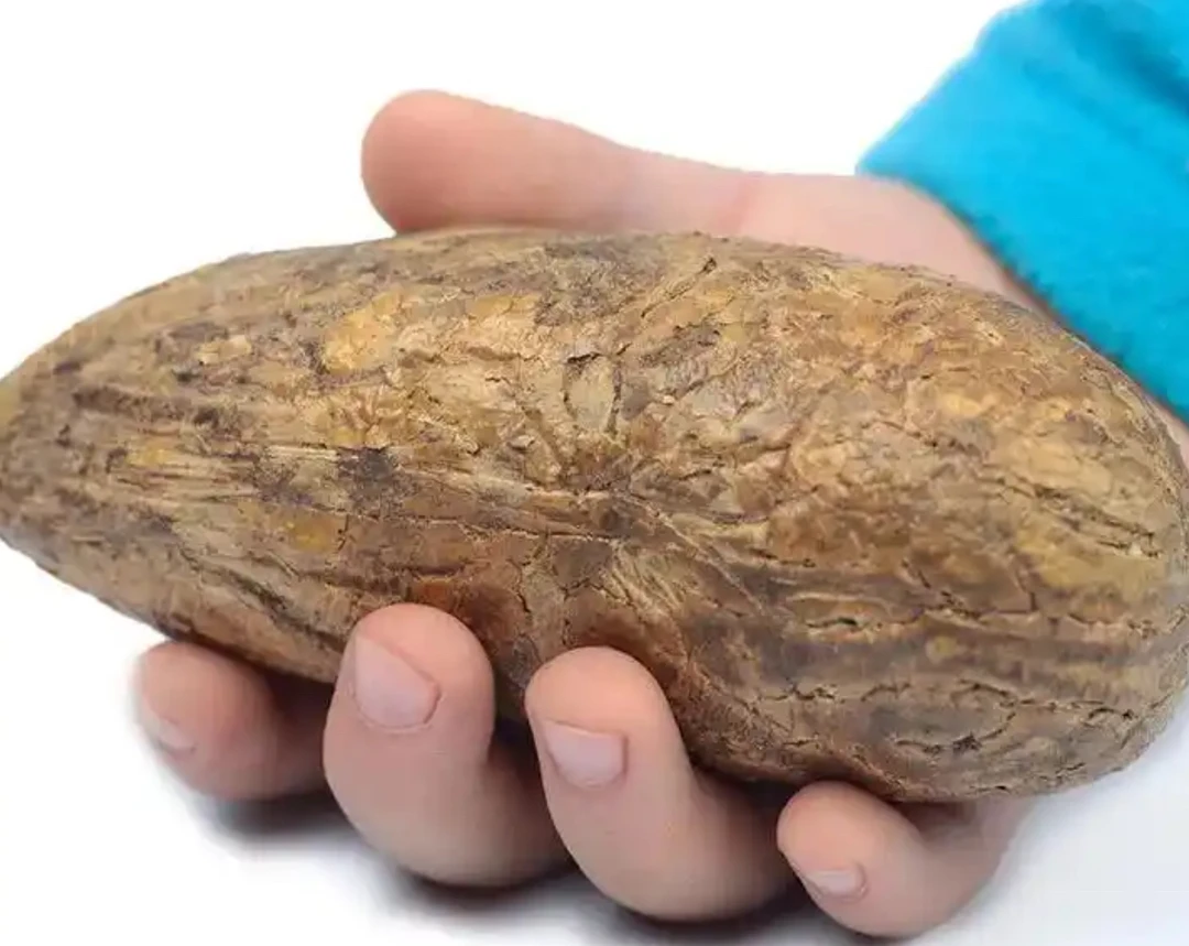 千眼菩提大果 手把件摆件老果玉化白瓷底黄金甲底开果不退