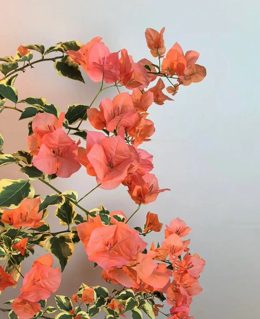 花叶橙冰小苗袋苗三角梅花叶金边四季开花勤花品种好养活庭院爬藤