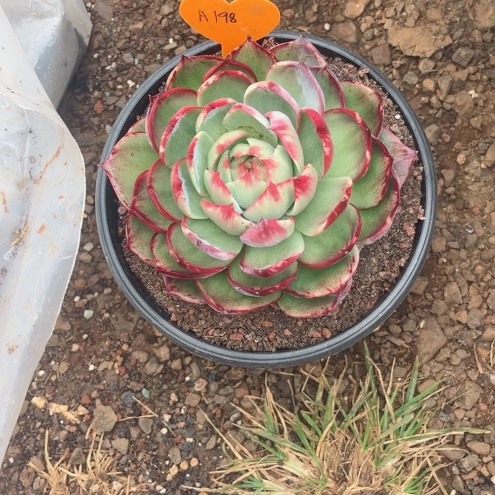 小***月惊鸿仙子多肉植物A198