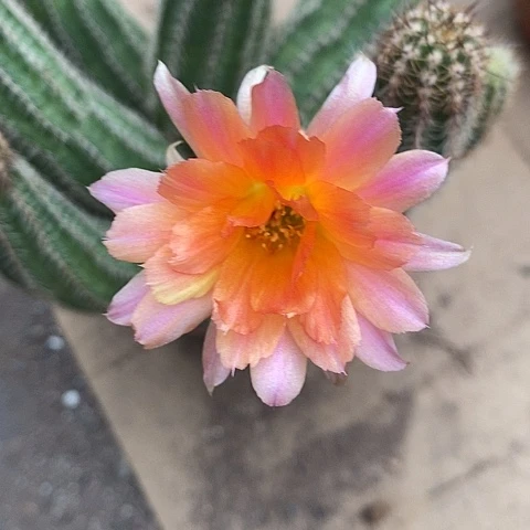 微罗白糖白糖345678