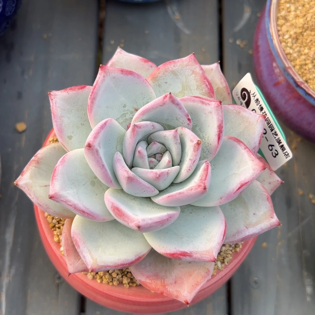 多肉一物一拍0222-63