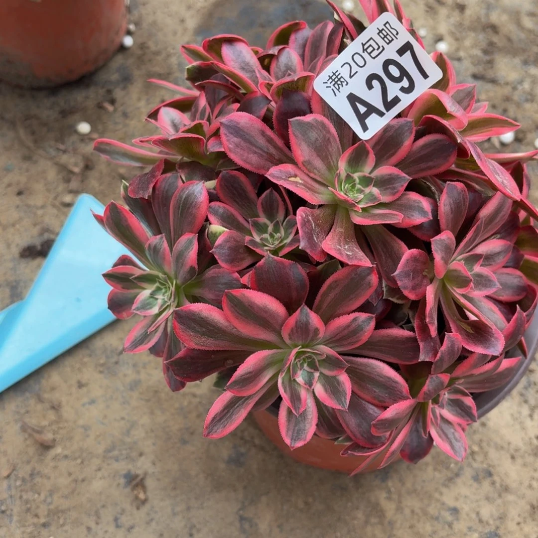 297多肉植物捧花的时候