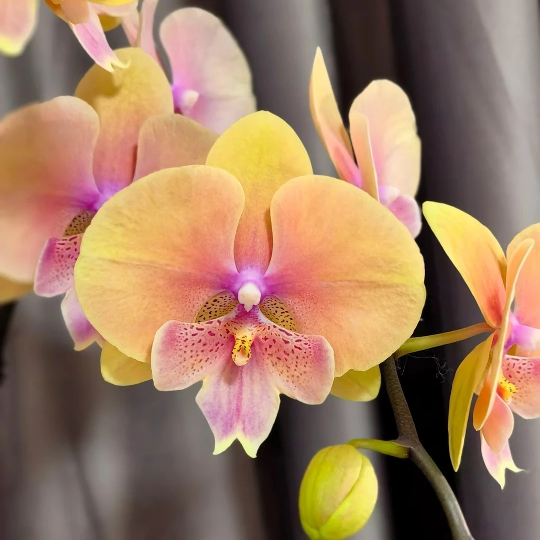 3.0寸杯带花剑叶片微瑕《蜜桃508大舌头》蝴蝶兰花苗目前没有开花