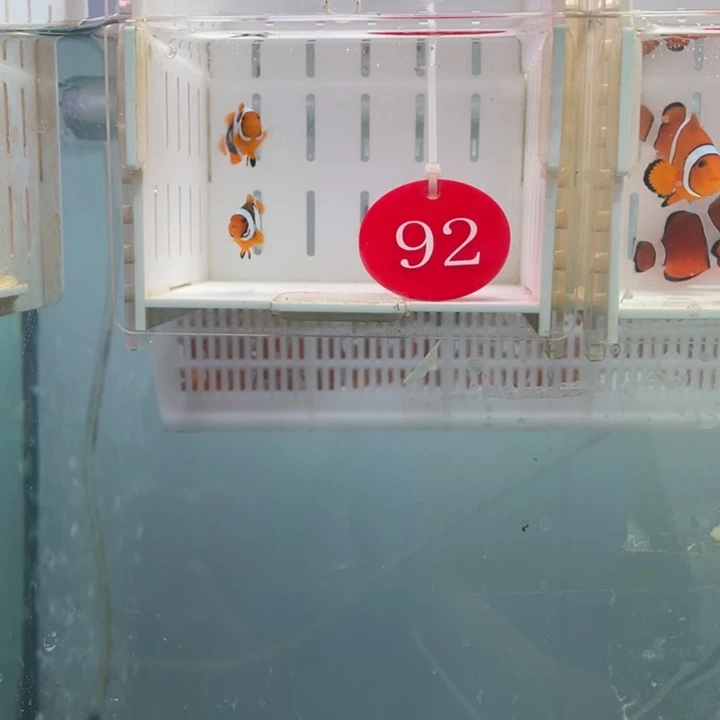 海水鱼精品毕加索2条2-3