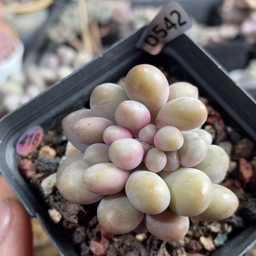 桃花奶酪缀化多肉