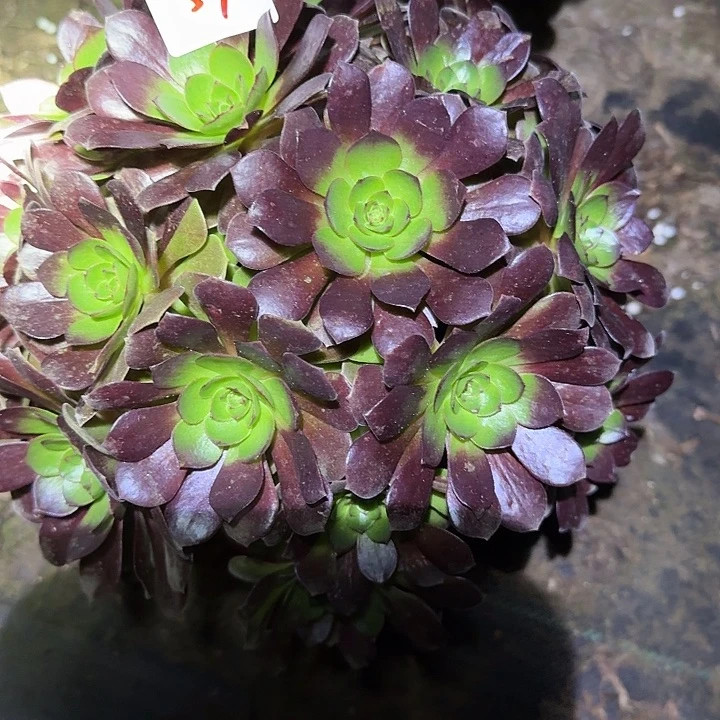 精品黑寡妇捧花福利39