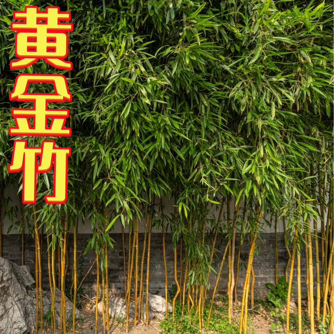 黄金竹庭院竹子苗四季常青花园冬季夏季园林绿化养护栽种金黄色