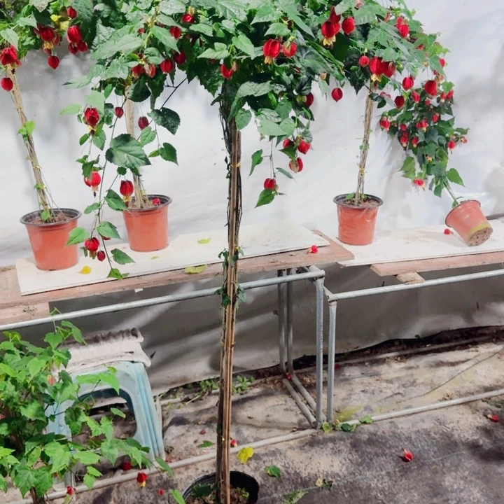 清***星完全开放138一物一拍