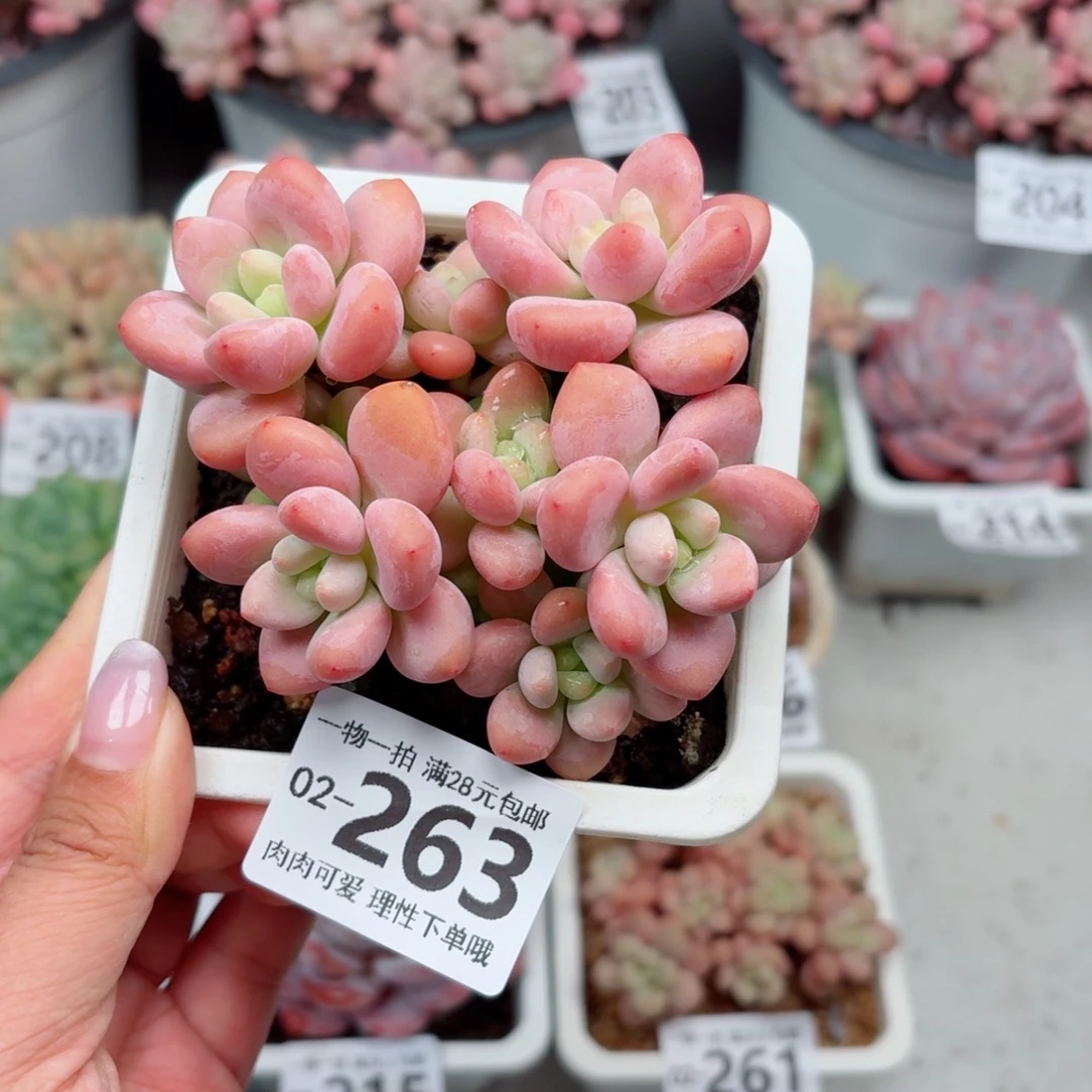 红洛神无盆土发货无盆土无