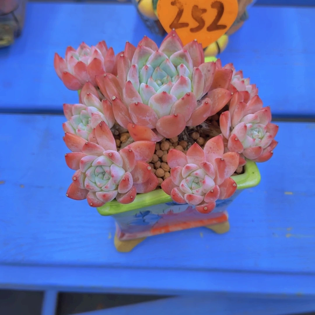 E*252多肉植物一物一拍