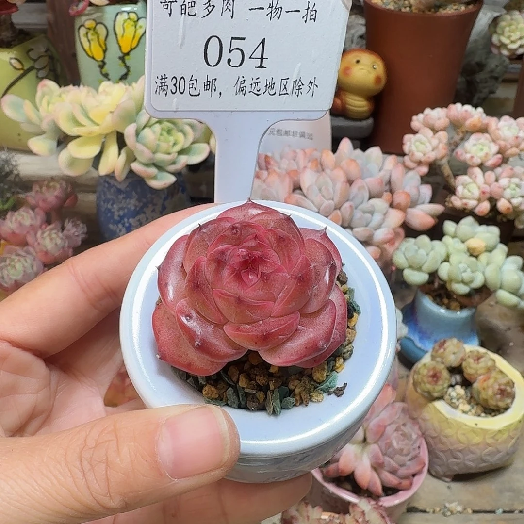 054 多肉含盆土30元包邮除偏远