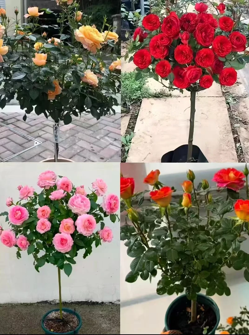 【棒棒糖】独颗高杆多品种栽种好带盆带土带花苞发货