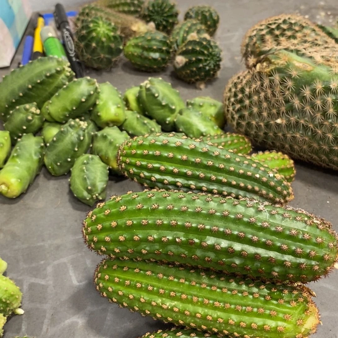 进口金妞金1侧芽一个