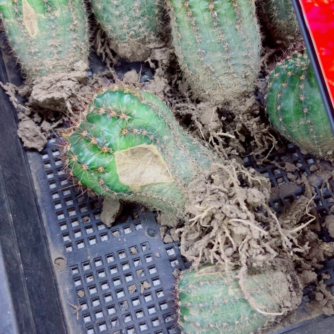 下73彩草闪耀根裂口歪5公分左右脱土发货20包邮