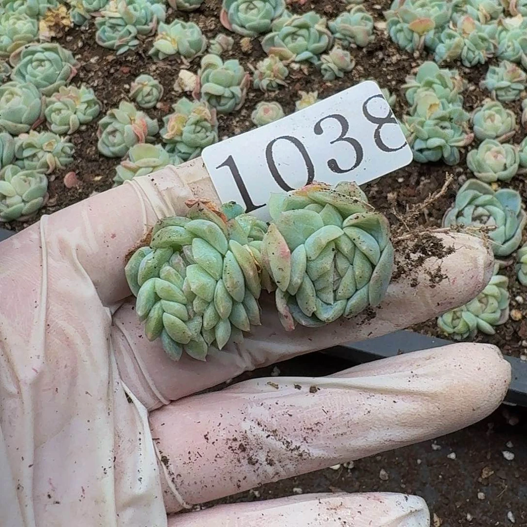 L**n多肉植物多肉植物1038