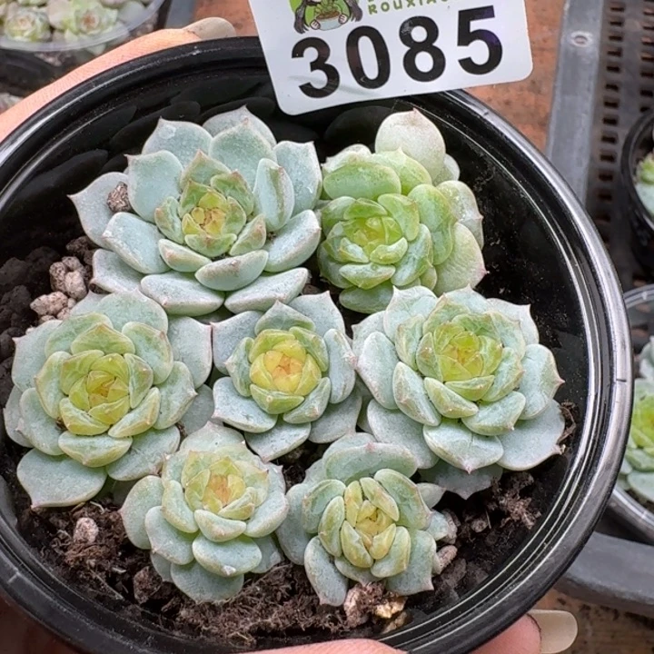 多肉植物多肉植物