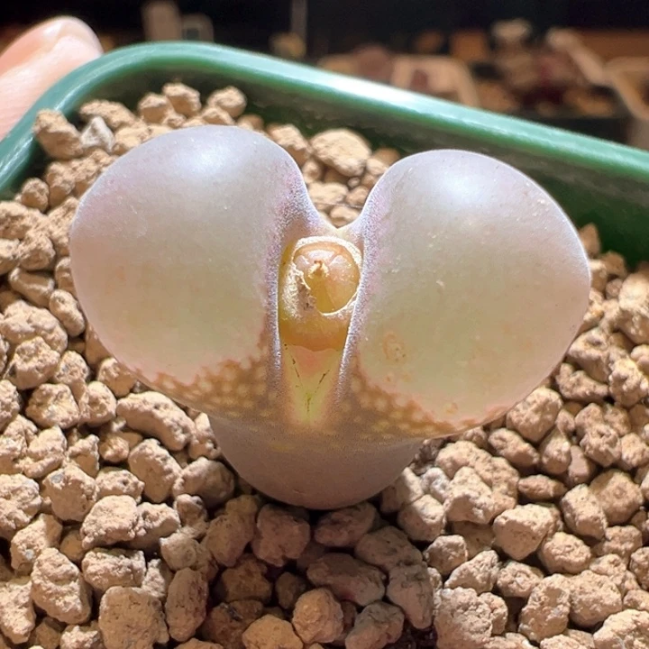 247。优选4年1799.9 home风铃新品上新