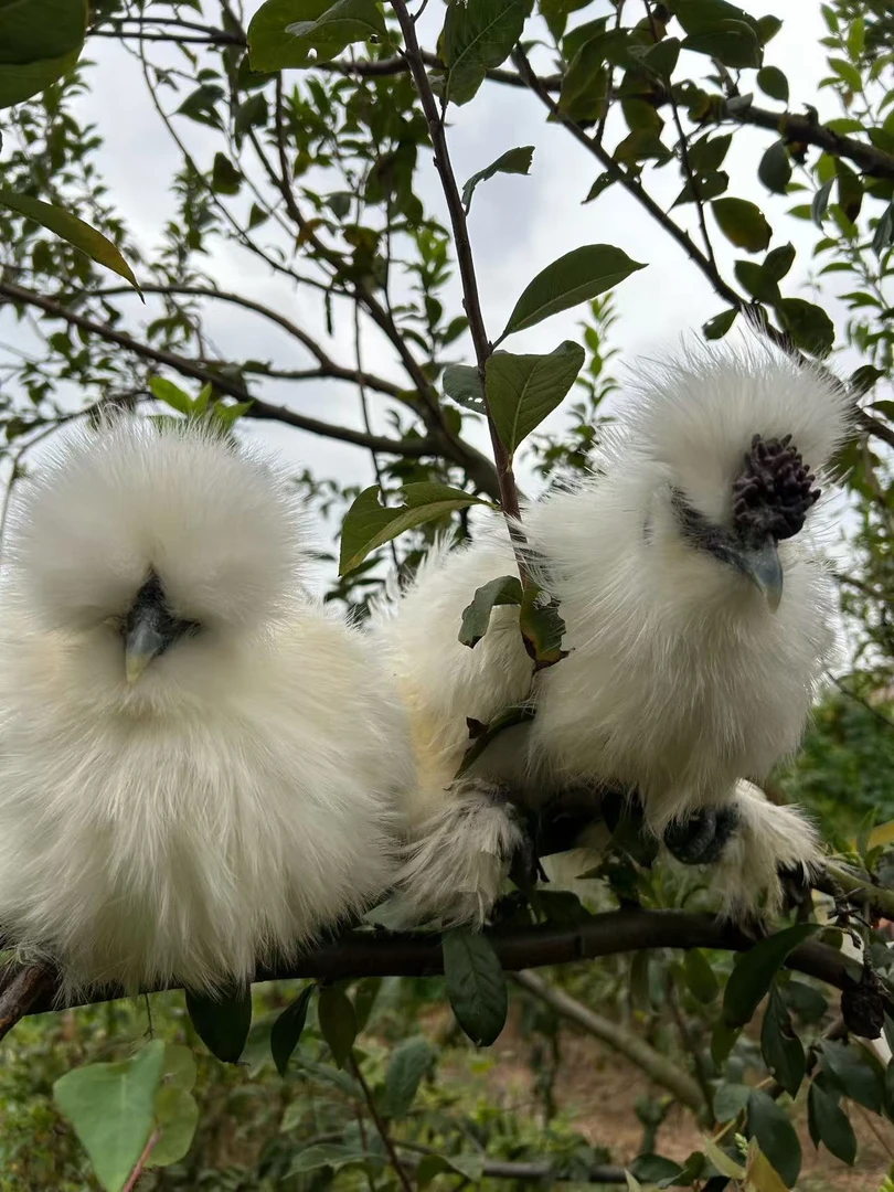 72 泰和乌鸡 丝毛乌骨鸡   好养好活  现挑现选 包邮发货