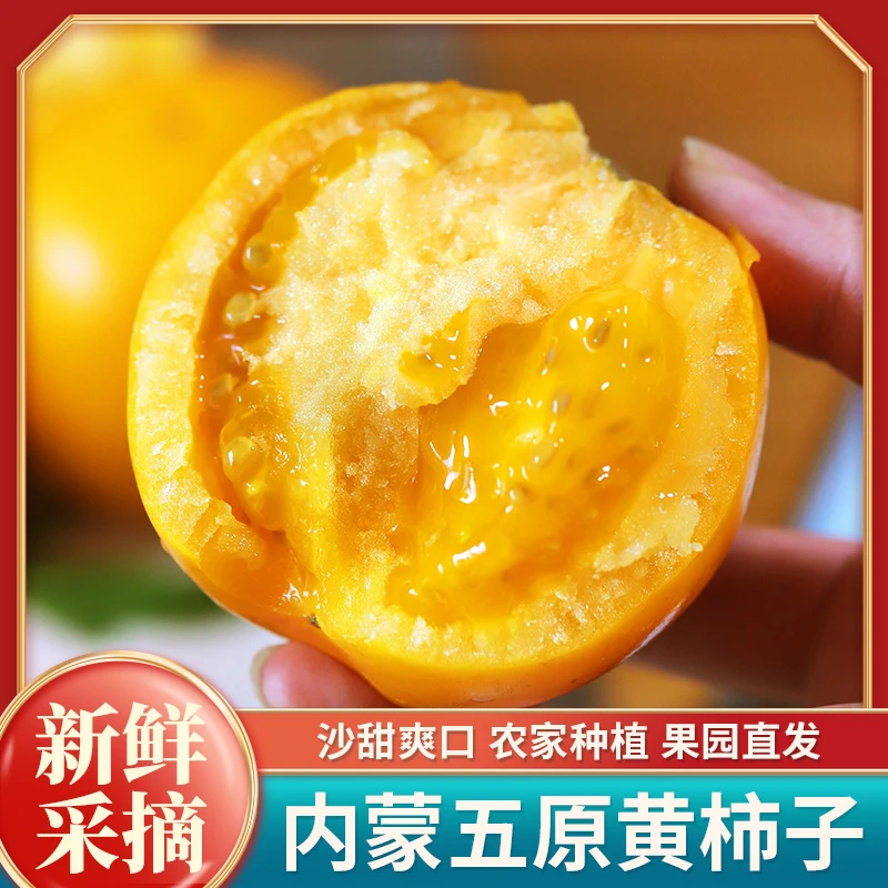 树番茄裂口内蒙古3斤土品种黄柿子西红柿现摘现发产地直发