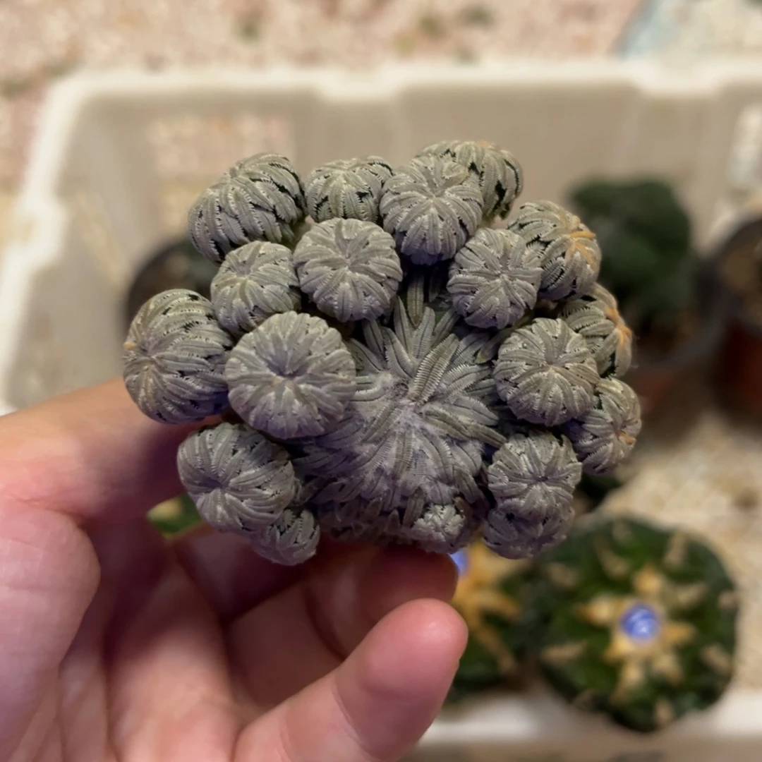 5.9公分落地无根精巧丸