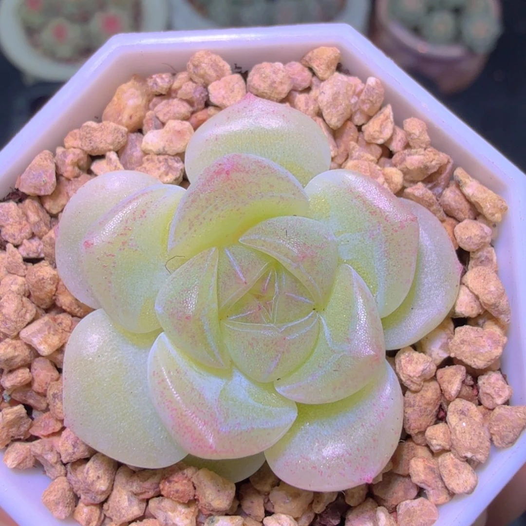 甜言财富一物一拍