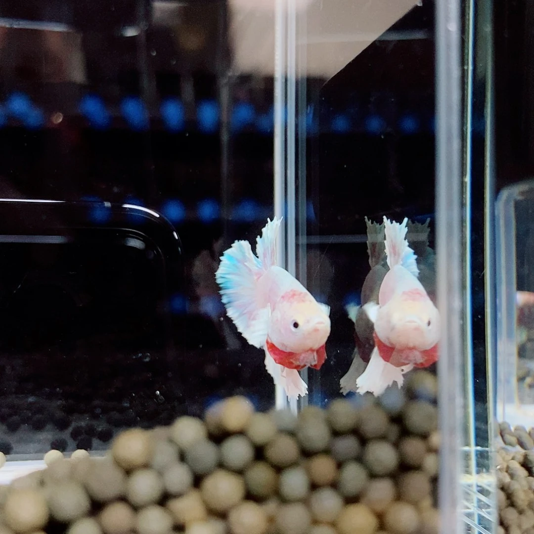 斗鱼黑334号绣球将军