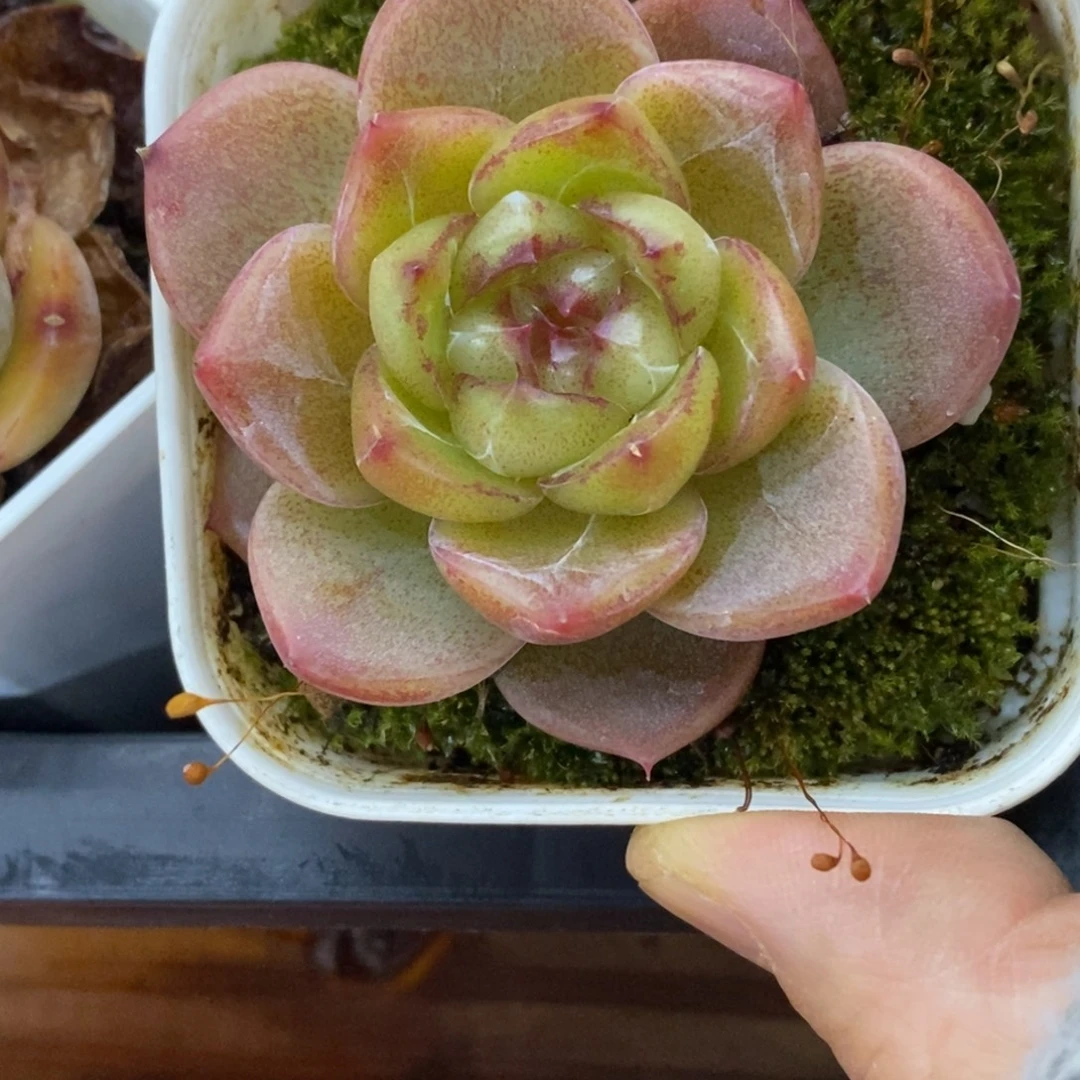 精品多肉一物拍不包整476