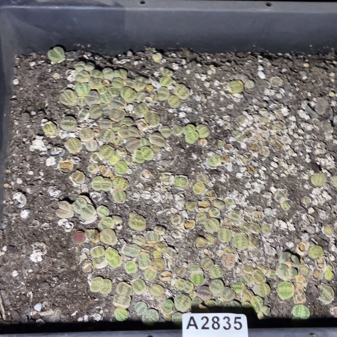 愤***62835福利筐1不售后