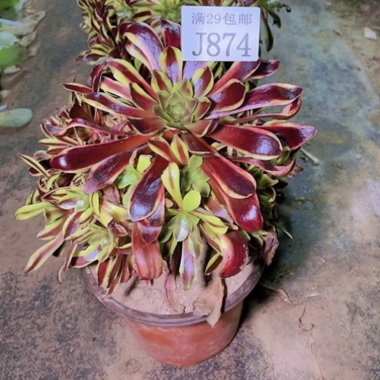 874欧佳丽多肉植物