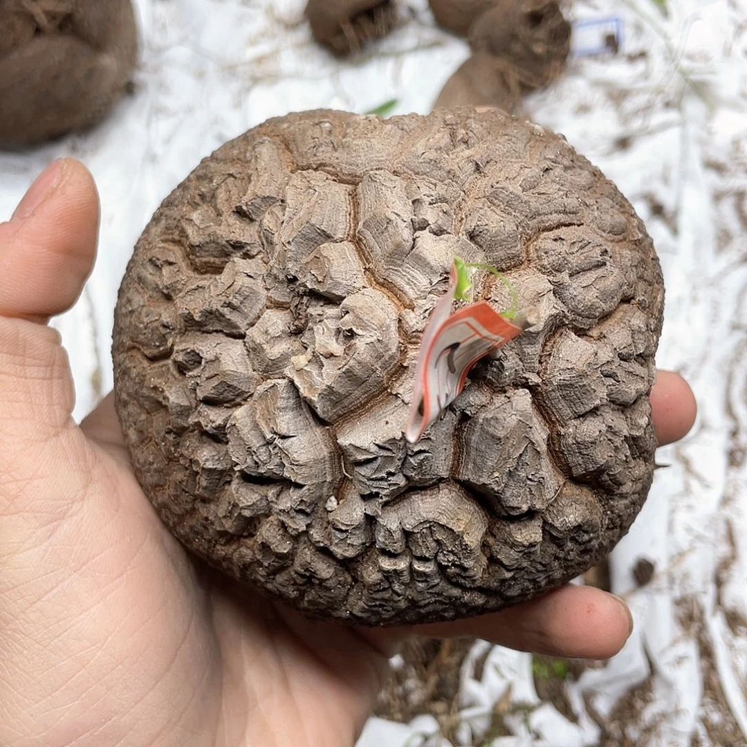 龟甲龙一物一拍2067号9.8cm